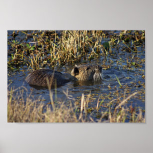 Affiche Nutria dans l'eau