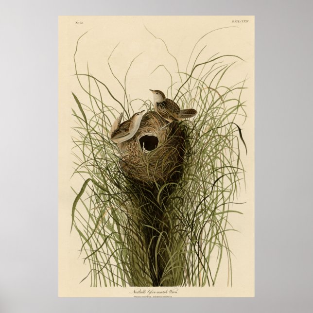 Affiche Nuttall's moindre marsh Wren (Devant)