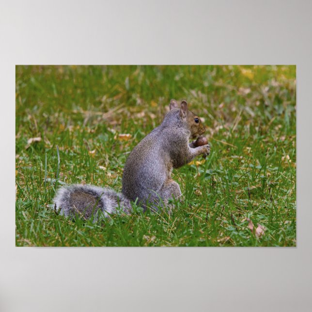 Affiche Nutty Squirrel (Devant)
