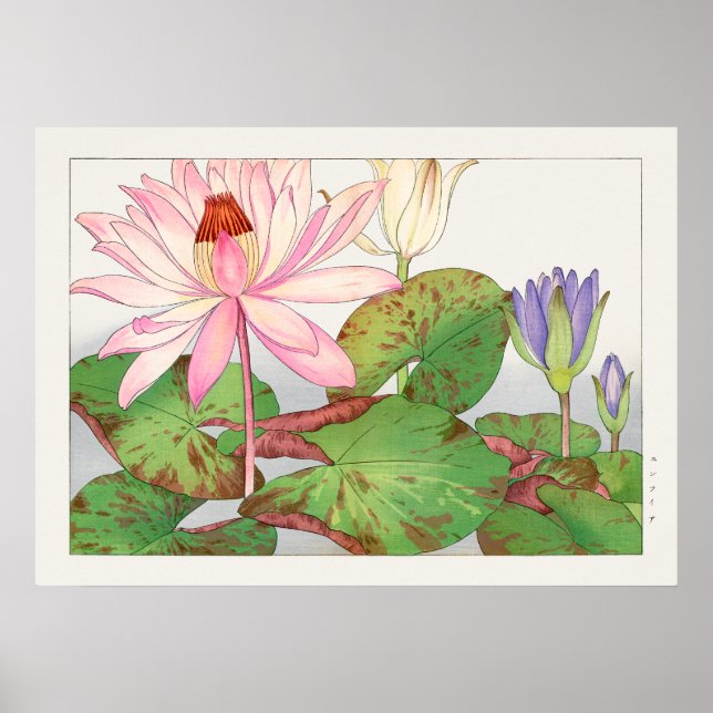 Affiche Nymphaea Lotus #1, Rose, Lily Pad, Tanigami Konan, (Devant)