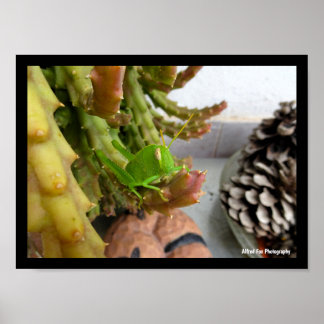 Affiche Nymphe de criquet égyptien sur une plante de cactu
