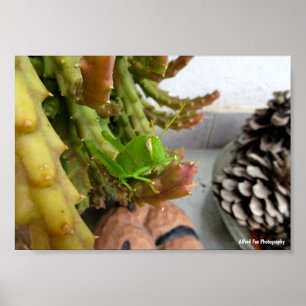 Affiche Nymphe de criquet égyptien sur une plante de cactu