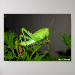 Affiche Nymphe de criquet égyptien sur une plante de citro
