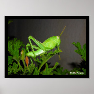 Affiche Nymphe de criquet égyptien sur une plante de citro