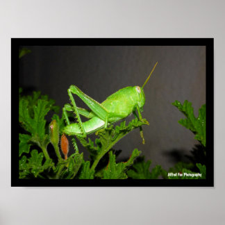 Affiche Nymphe de criquet égyptien sur une plante de citro
