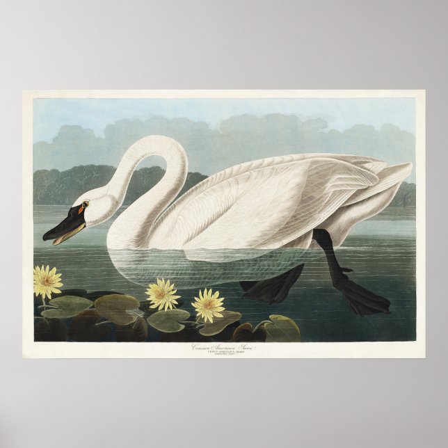 Affiche Nymphéa Cygne Blanc Audubon Vintage Art (Devant)