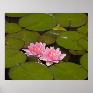 Affiche Nymphéas en fleurs