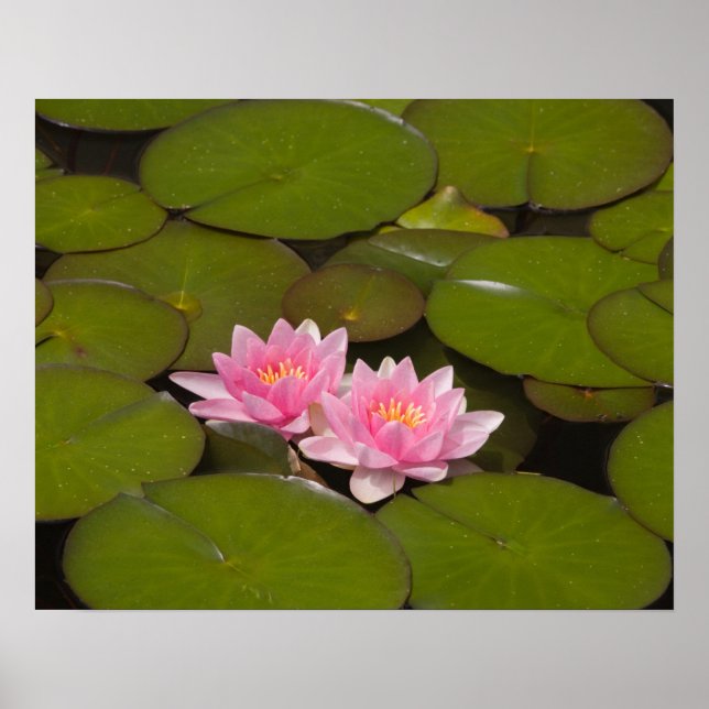Affiche Nymphéas en fleurs (Devant)