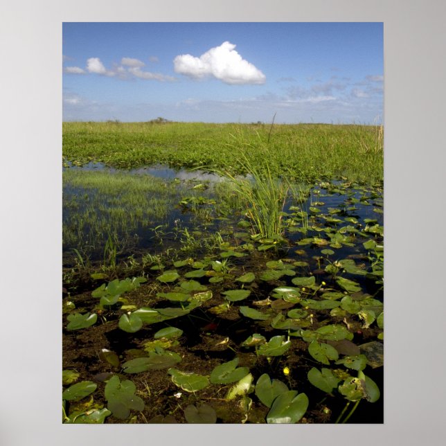 Affiche Nymphéas et scie dans les Everglades de Floride (Devant)