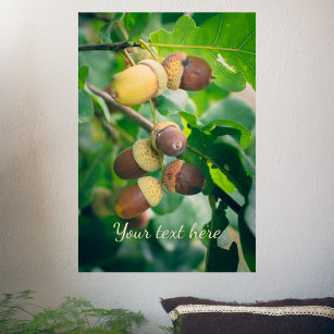 Affiche Oak branches with acorns