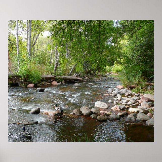 Affiche Oak Creek et Mallard Ducks Photographie naturelle (Devant)