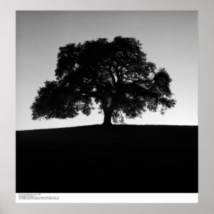 Affiche Oak Tree près de Père Noël Cruz, janvier 1963