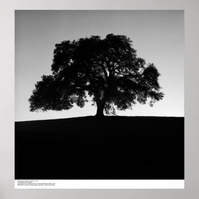 Affiche Oak Tree près de Père Noël Cruz, janvier 1963 (Devant)