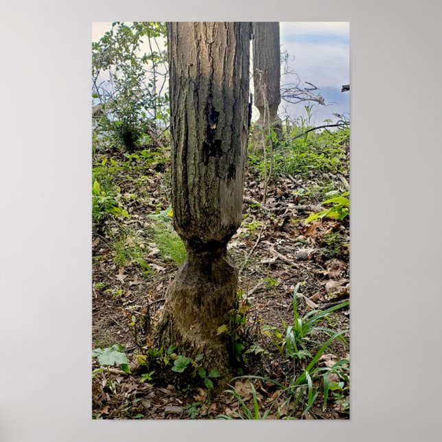 Affiche Oakwoods Metropark Beaver Trail (Devant)