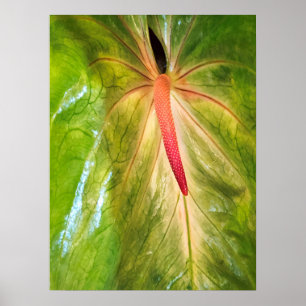 Affiche Obake Anthurium