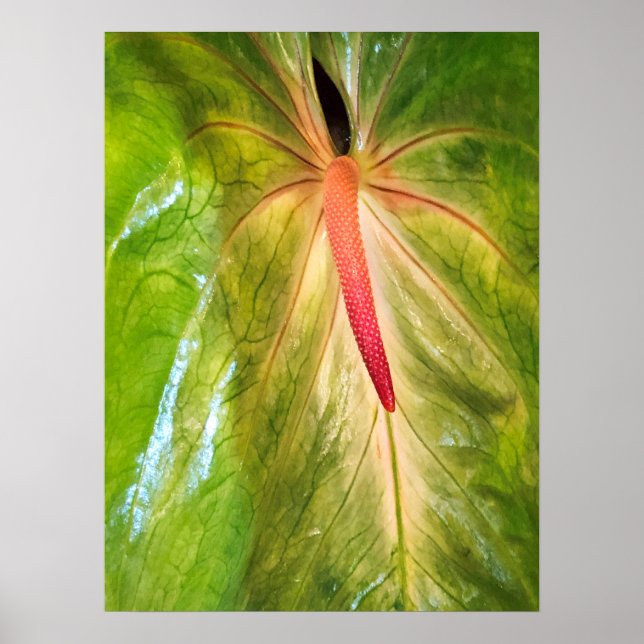 Affiche Obake Anthurium (Devant)