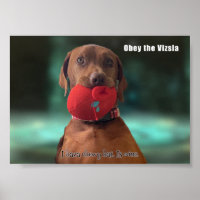 Obéissez à la Vizsla