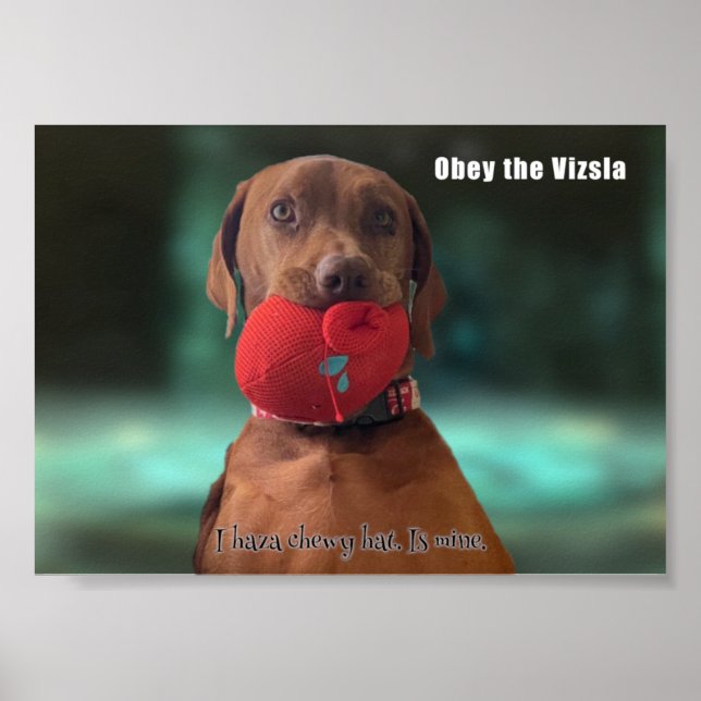 Affiche Obéissez à la Vizsla (Devant)