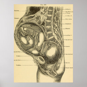 Affiche Obstetrics Illustration