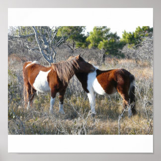 Affiche OC Assateague 11-28-2161