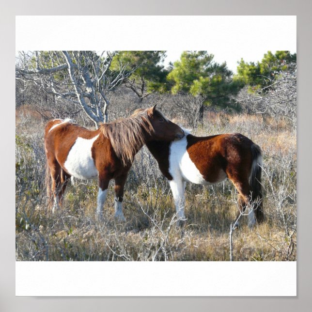 Affiche OC Assateague 11-28-2161 (Devant)