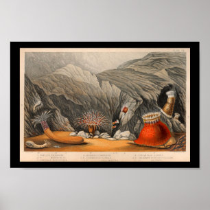 Affiche Ocean Sea Anemone marine Life Imprimer
