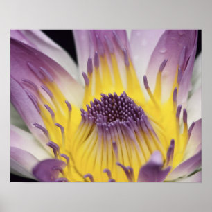 Affiche Océanie, Fidji, Purple Panama Pacifica Nymphea