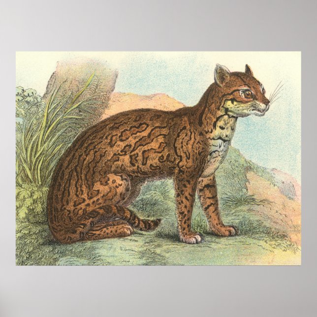 Affiche Ocelot (Devant)