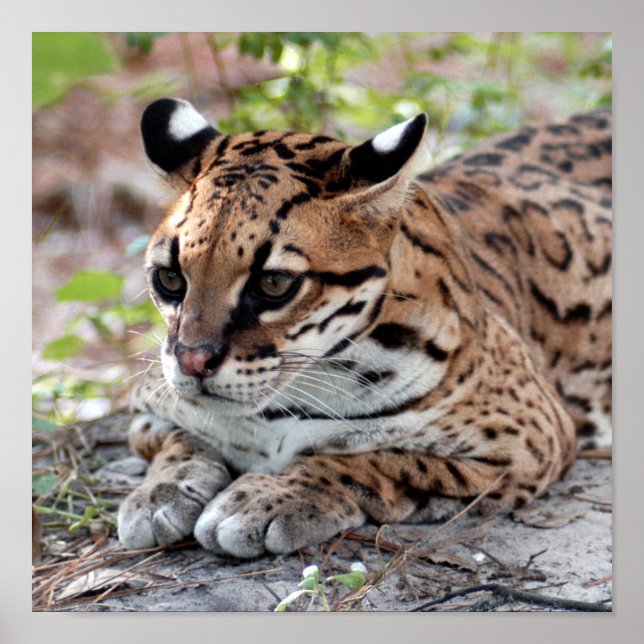 Affiche Ocelot 02 9x9 (Devant)