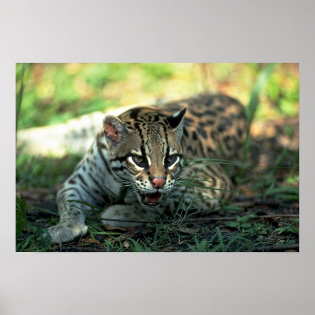Affiche Ocelot allongé (Devant)