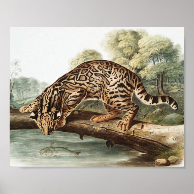 Affiche Ocelot, chat léopard (Felis pardalis) Illustration (Devant)
