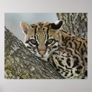 Affiche Ocelot, Felis pardalis, captif, femelle au repos 2