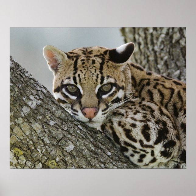 Affiche Ocelot, Felis pardalis, en captivité, femelle au r (Devant)