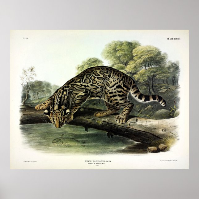 Affiche Ocelot, léopard-chat (Leopardus pardalis) - Audubo (Devant)