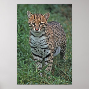 Affiche OCELOT Leopardus pardalis) AMÉRIQUE CENTRALE
