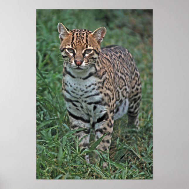 Affiche OCELOT Leopardus pardalis) AMÉRIQUE CENTRALE (Devant)