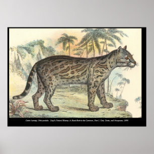 Affiche Ocelot (variété)