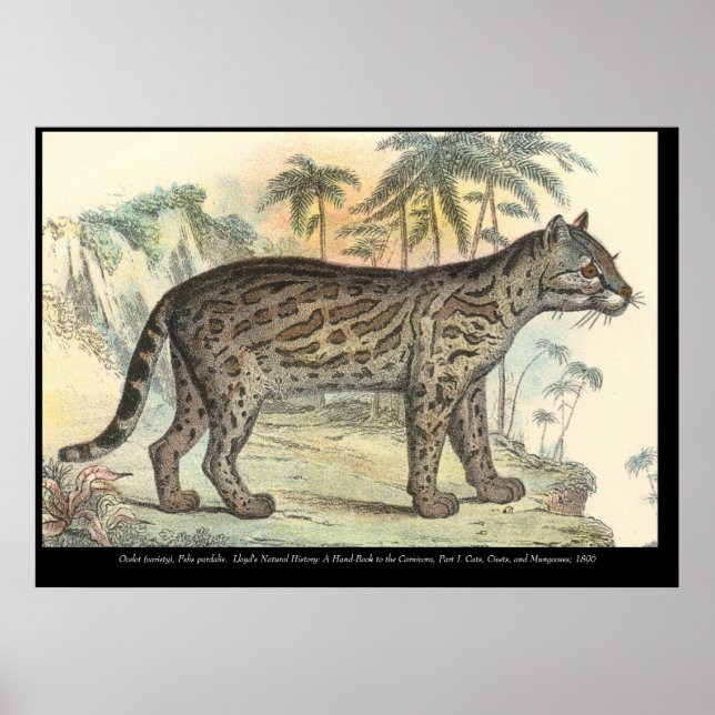 Affiche Ocelot (variété) (Devant)