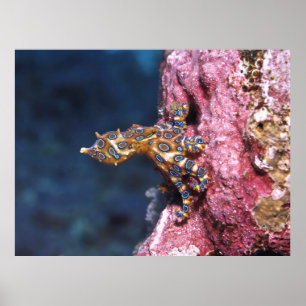 Affiche Octopus à anneau bleu