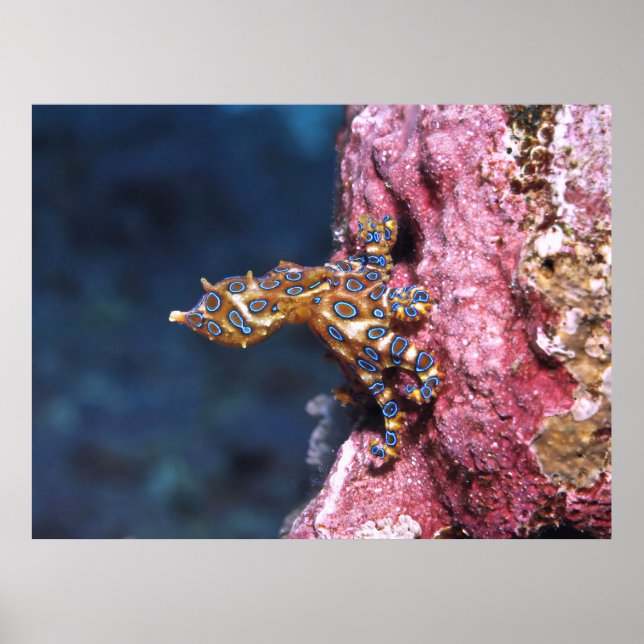 Affiche Octopus à anneau bleu (Devant)