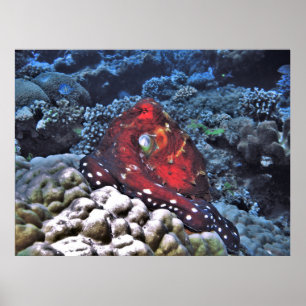 Affiche Octopus du jour