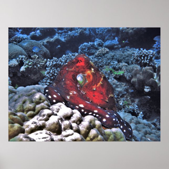 Affiche Octopus du jour (Devant)