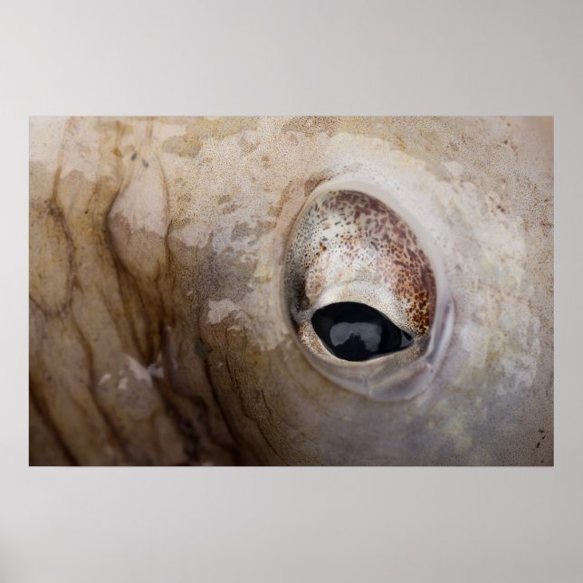 Affiche Octopus Eye (Devant)