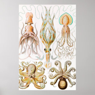 Affiche Octopus Squid, Gamochonia by Ernst Haeckel