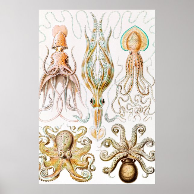 Affiche Octopus Squid, Gamochonia by Ernst Haeckel (Devant)