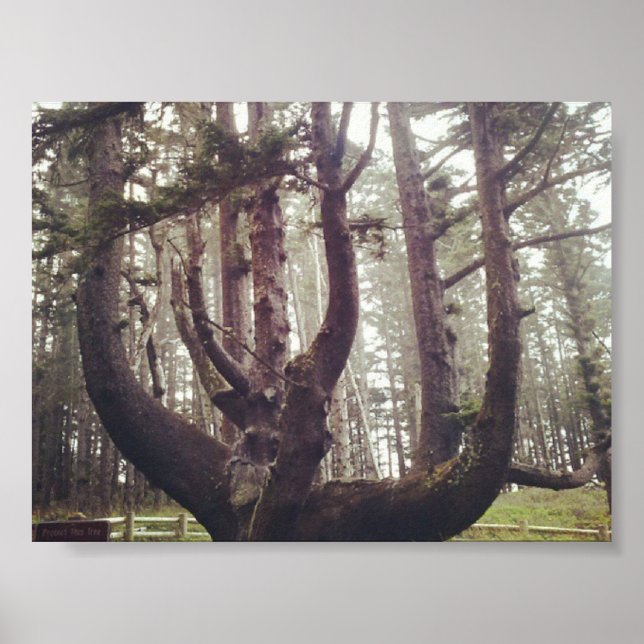 Affiche Octopus Tree, Cape Meares, Oregon (Devant)
