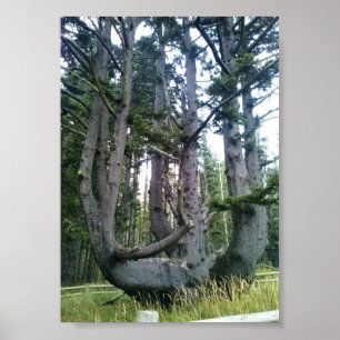 Affiche Octopus Tree, Cape Meares, Oregon