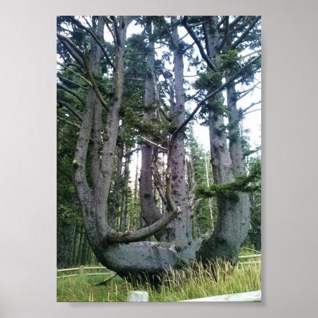 Affiche Octopus Tree, Cape Meares, Oregon (Devant)