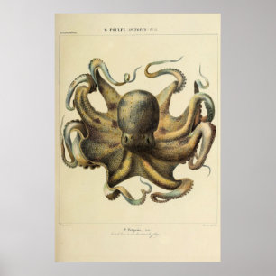 Affiche Octopus Vintage Zoological Sketch