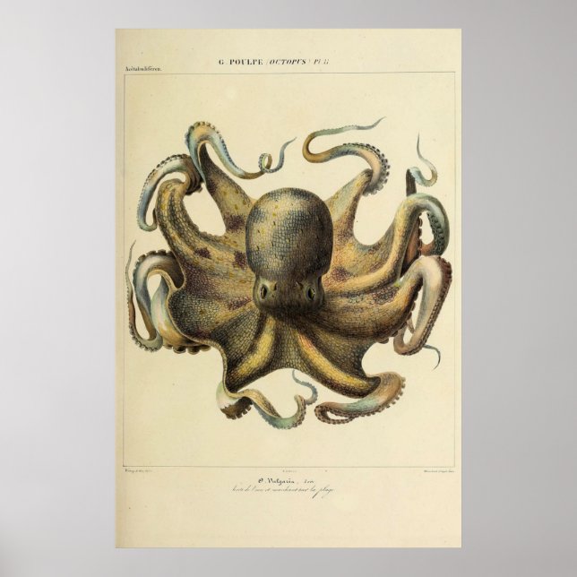 Affiche Octopus Vintage Zoological Sketch (Devant)